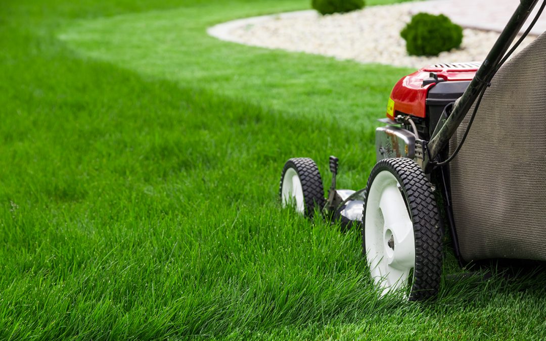 5 Tips to Keep Your Lawn Green During Summer